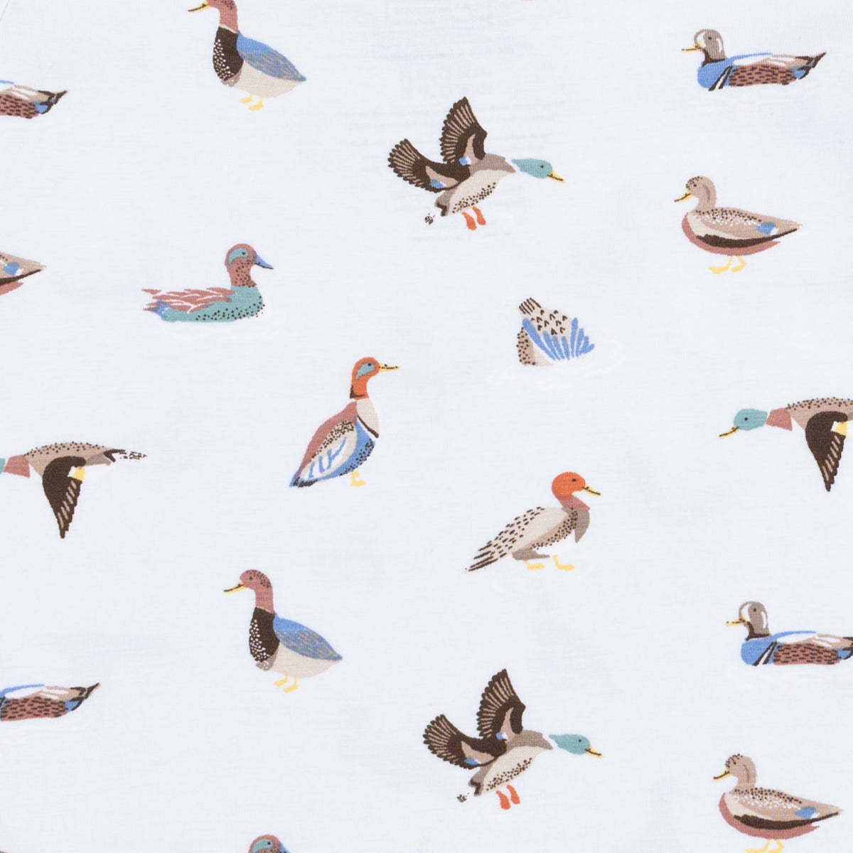 <!--FW26-->American Ducks